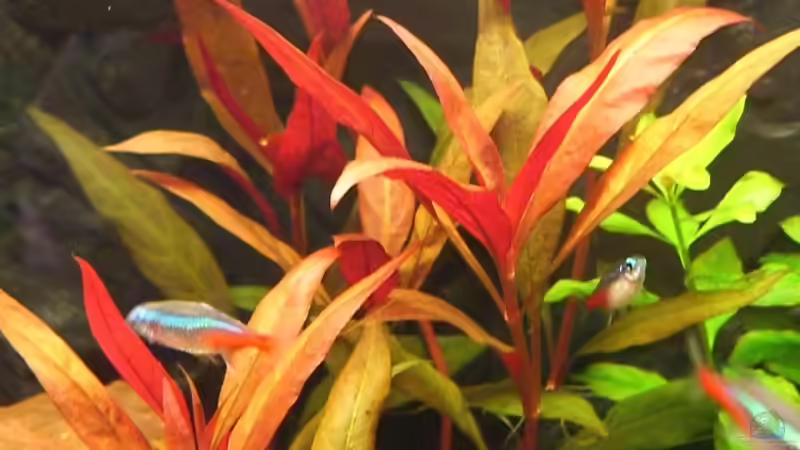 Schmalblättriges Papageienblatt (Alternanthera reineckii ´Bronze´) von Jens und Nancy Döring (9)