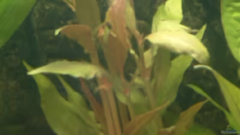 Schmalblättriges Papageienblatt von Sean & Fynn (10)