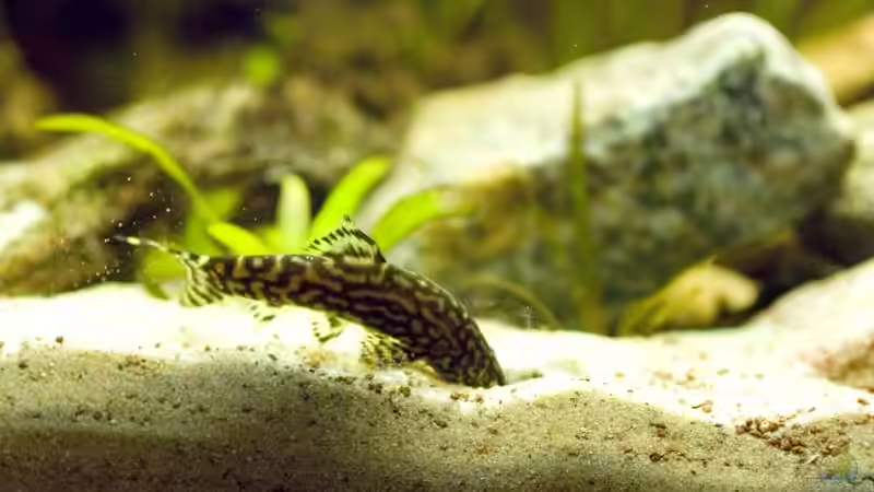 Schmerle bei der Nahrungssuche von Benjamin Hamann (18)