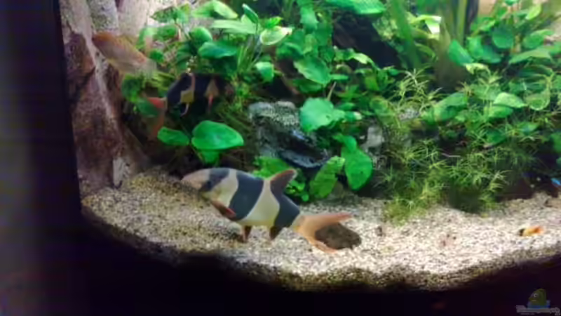 schmerle beim futter suchen von ecki (15)