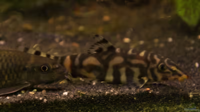 Schmerle+Garra von aquamike (36)