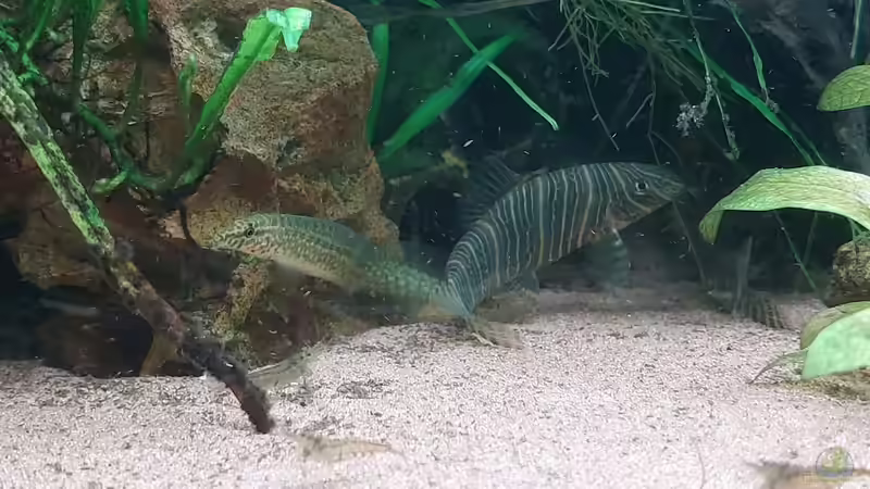 Schmerle und Aal von DaniJeep (25)