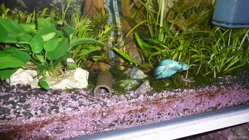 Schmerle und Kafi von Aqualady (5)