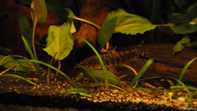 Schmerle von Der Buschfisch (36)