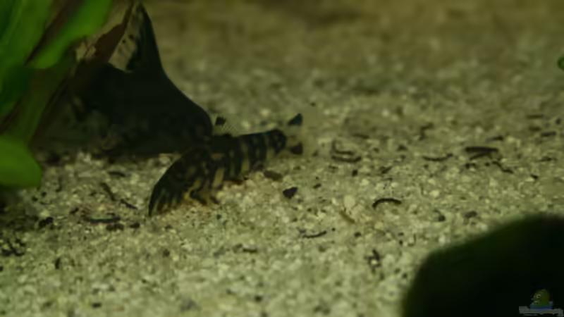 Schmerle von Michael Schilling (10)