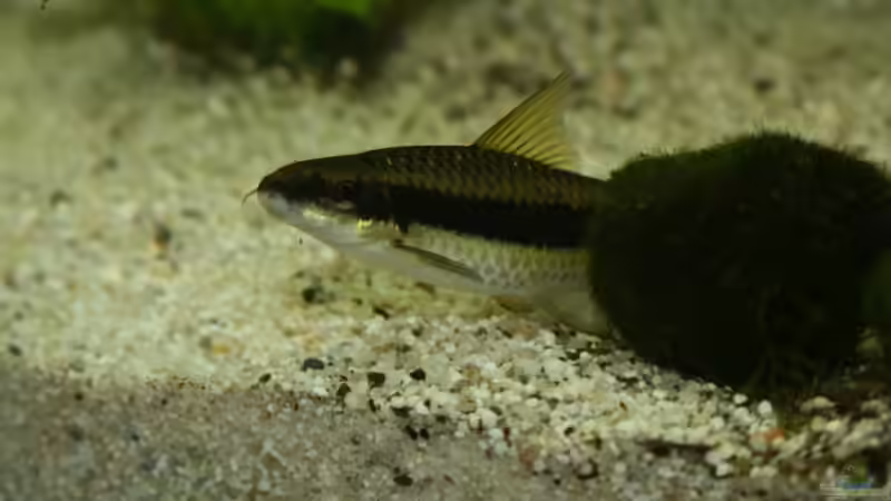 Schmerle von Michael Schilling (11)