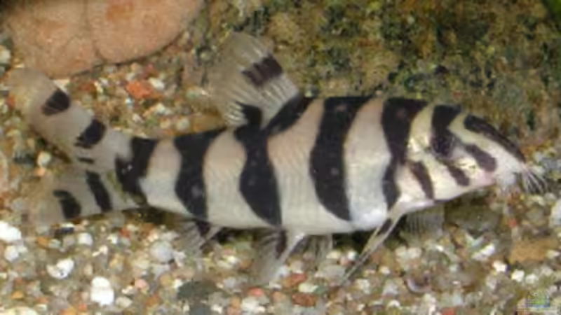 Schmerle von Raphael Nelke (16)