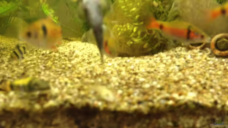 Schmerlen, Barben und in der Mitte das Grundel Weibchen von schmitzkatze (6)