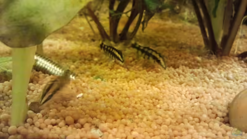 Schmerlen bei der Pause von Zebraschecke (41)