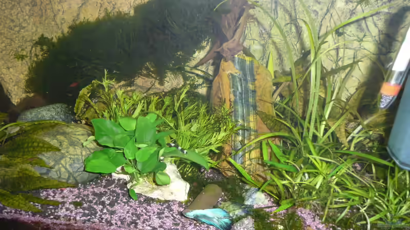 Schmerlen und Kafi von Aqualady (6)