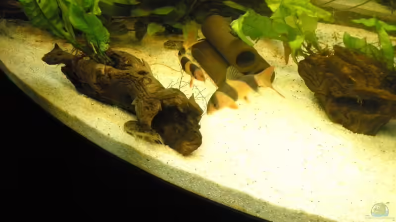 Schmerlen von Harlekin (7)