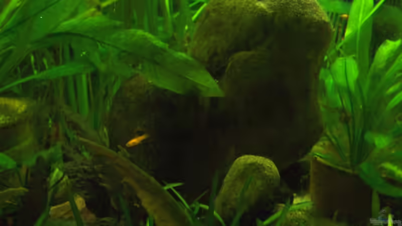 Schmerlenhöhle (die Lieblingshöhle) von Solaris (6)