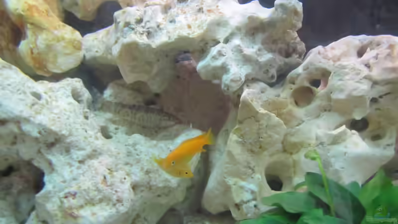 Schmerli...der letzte Indianer aus dem Gesellschaftsbecken von Metalhead672 (16)