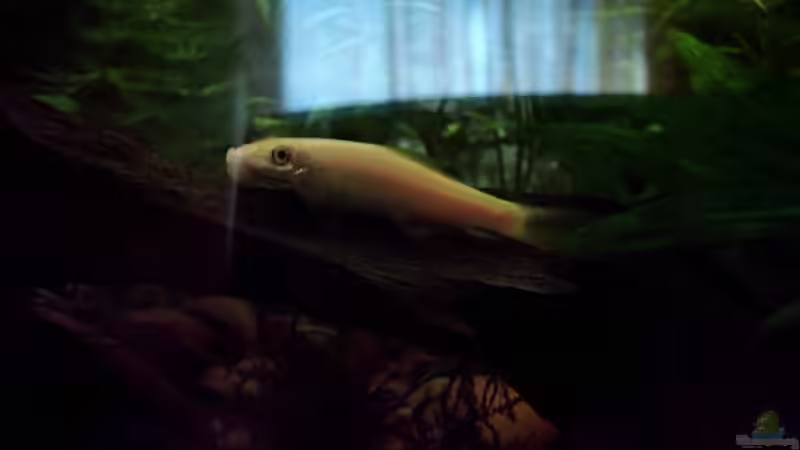 Schmerli von Christine Schebesta (7)