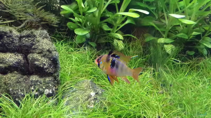 Schmettelingsbuntbarsch Weibchen 30.01.17 von Der Nicky (68)