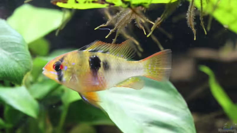 Schmetteringsbuntbarsch (Weibchen) von ESA_72 (22)