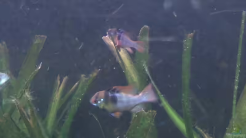 Schmetterligsbuntbarsch von Steffi & Hans (22)