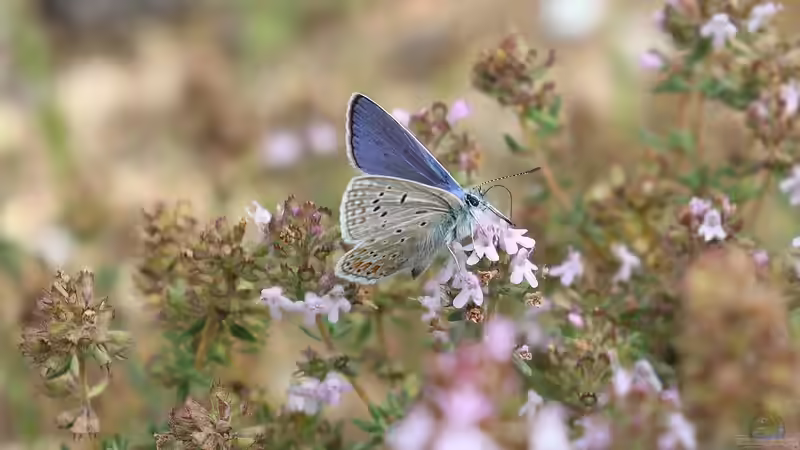 Schmetterling des Jahres 2026: Der Dunkle Wiesenknopf-Ameisenbläuling