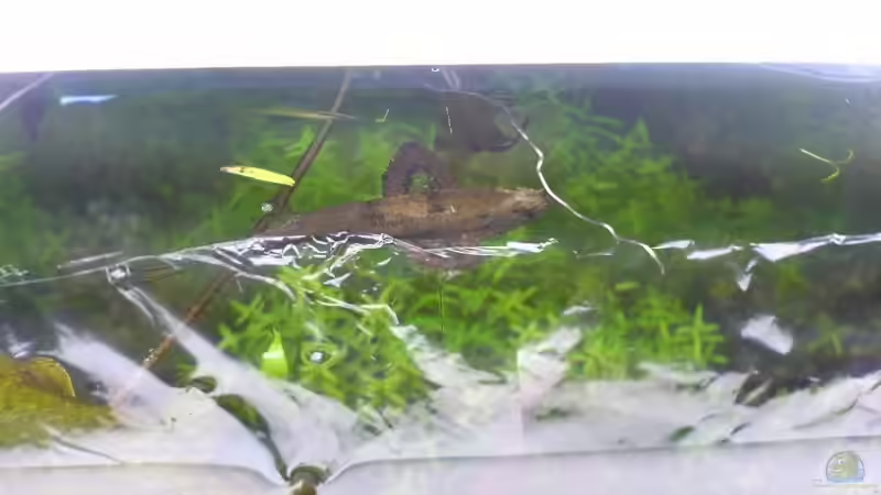 Schmetterling mal von oben von Christoph H. (12) (16)