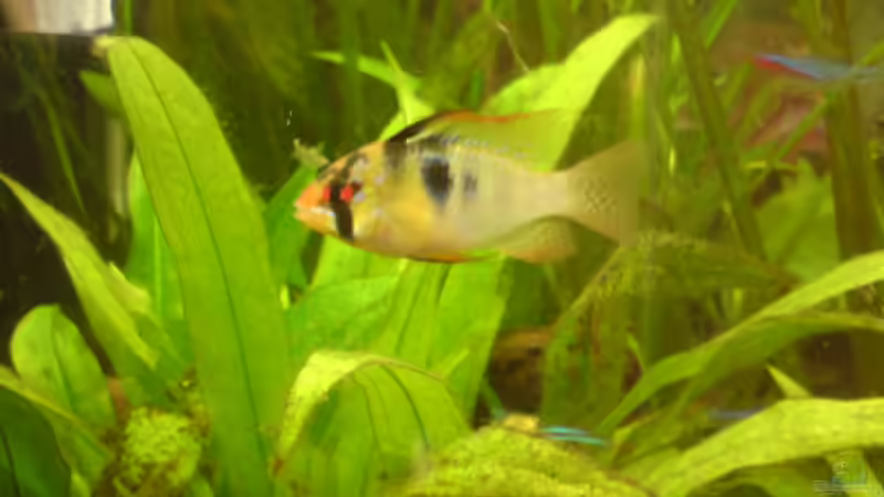 Schmetterling (Neu) von Vito (11)