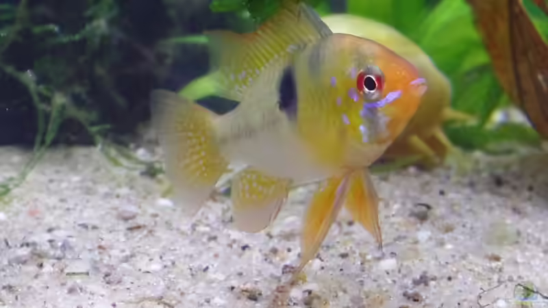 Schmetterling von raubsau (10)