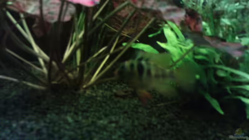 Schmetterlingbuntbarsch (weibchen) von Die Hängenden Gärten (12)