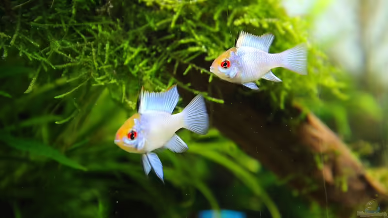 Schmetterlinge von disco-d (37)