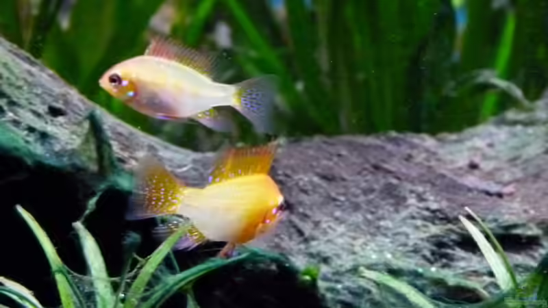 SCHMETTERLINGS- BUNTBARSCHE von Mc.Maurer (31)