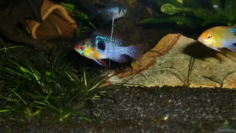 Schmetterlings BB. Gold und ramirezi von Sascha Görtemöller (11)