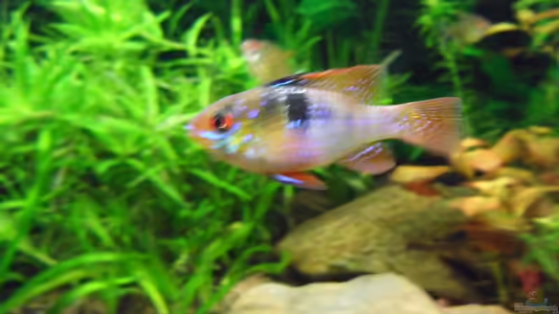 Schmetterlings BB von Bungi (55)