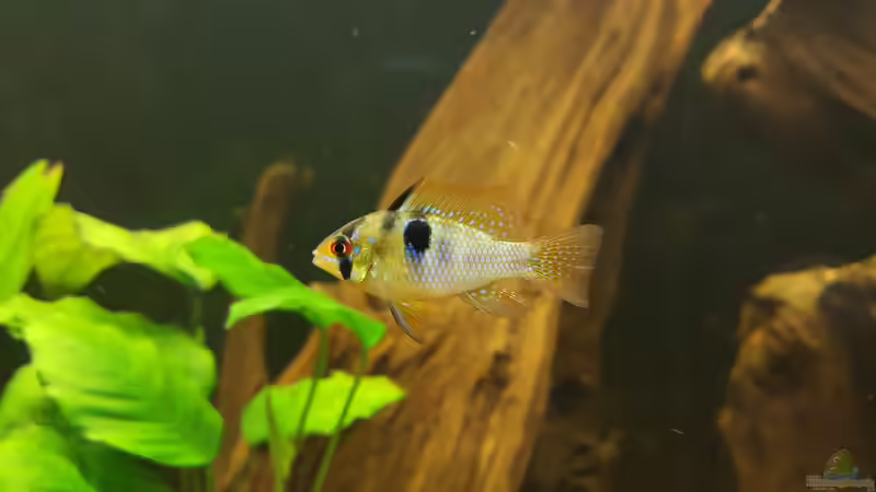 Schmetterlings-Männchen von Johannes L. (46)