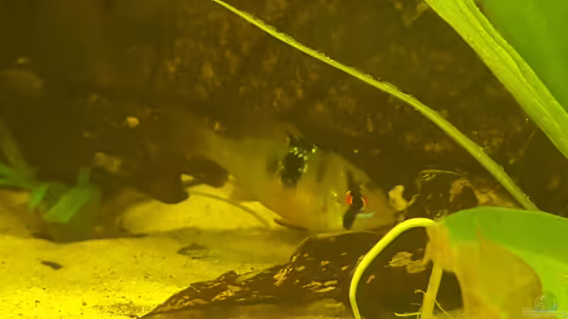 Schmetterlings-Weibchen von Johannes L. (47)