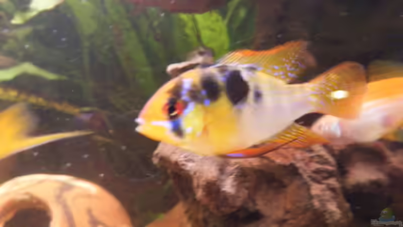 Schmetterlings Zwergbuntbarsch von Tommy&Hanny (9)