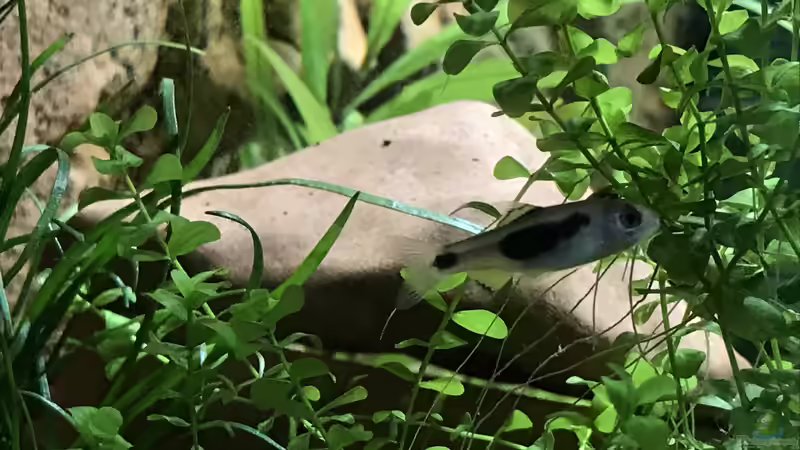 Enteromius hulstaerti im Aquarium halten (Einrichtungsbeispiele für Schmetterlingsbarben)