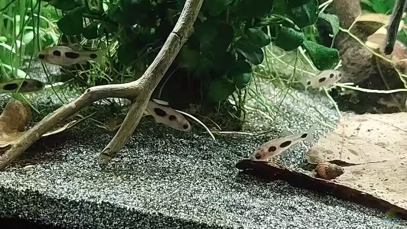 Enteromius hulstaerti im Aquarium halten (Einrichtungsbeispiele für Schmetterlingsbarben)
