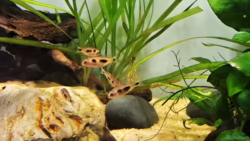 Enteromius hulstaerti im Aquarium halten (Einrichtungsbeispiele für Schmetterlingsbarben)