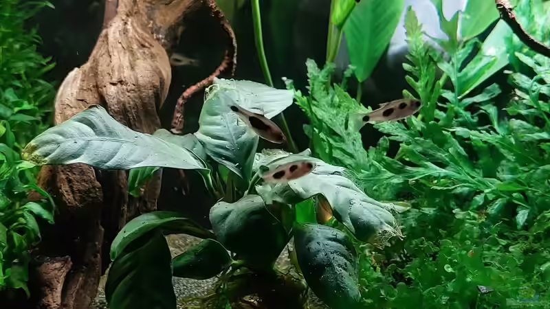 Schmetterlingsbarben bei der Balz von DaniJeep (6)