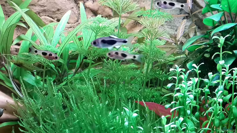 Schmetterlingsbarben von Bessey (23)