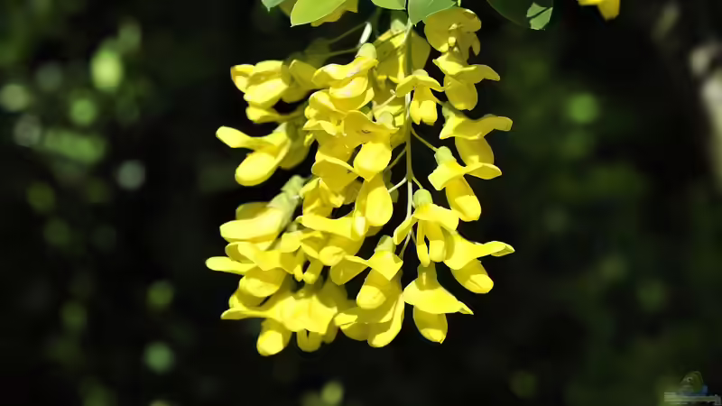 Schmetterlingsblütler - Faszinierende Pflanzenfamilie zwischen Ökologie, Gartenpraxis und Kulturgeschichte