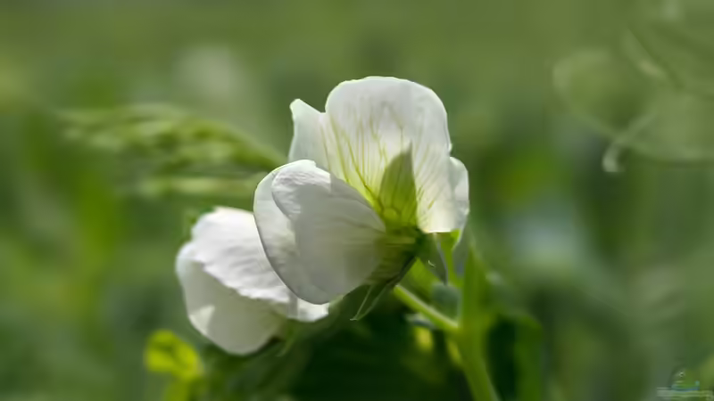 Schmetterlingsblütler - Faszinierende Pflanzenfamilie zwischen Ökologie, Gartenpraxis und Kulturgeschichte