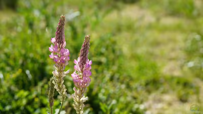 Schmetterlingsblütler - Faszinierende Pflanzenfamilie zwischen Ökologie, Gartenpraxis und Kulturgeschichte