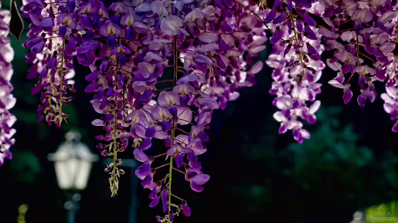 Schmetterlingsblütler - Faszinierende Pflanzenfamilie zwischen Ökologie, Gartenpraxis und Kulturgeschichte