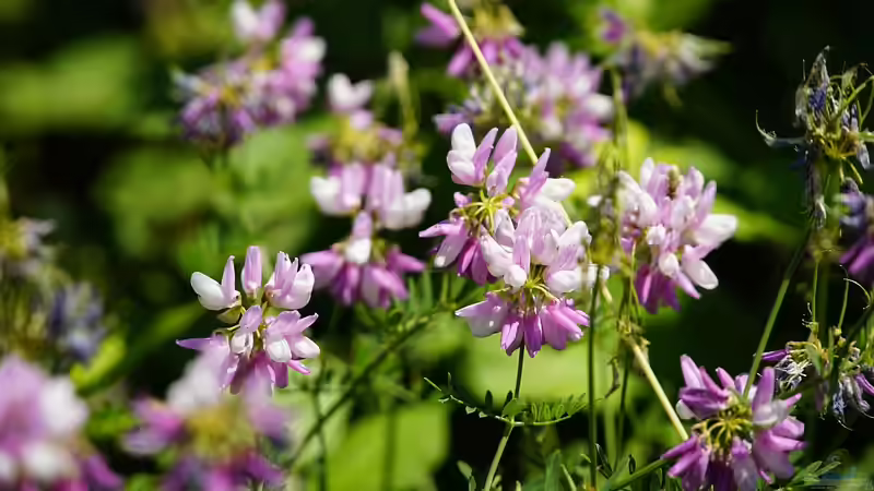 Schmetterlingsblütler - Faszinierende Pflanzenfamilie zwischen Ökologie, Gartenpraxis und Kulturgeschichte