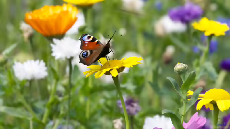 Schmetterlingsblumen: Die besten Pflanzen für einen schmetterlingsfreundlichen Garten