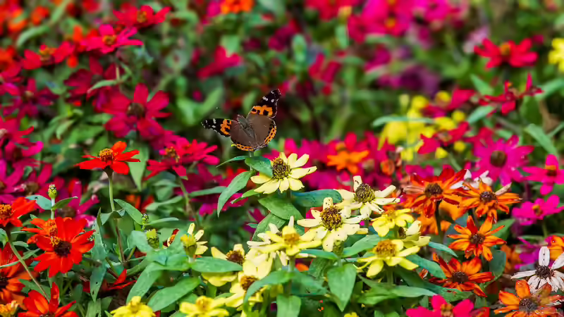 Schmetterlingsblumen: Die besten Pflanzen für einen schmetterlingsfreundlichen Garten