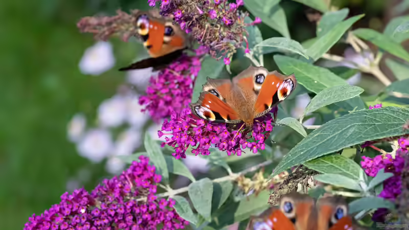 Schmetterlingsblumen: Die besten Pflanzen für einen schmetterlingsfreundlichen Garten
