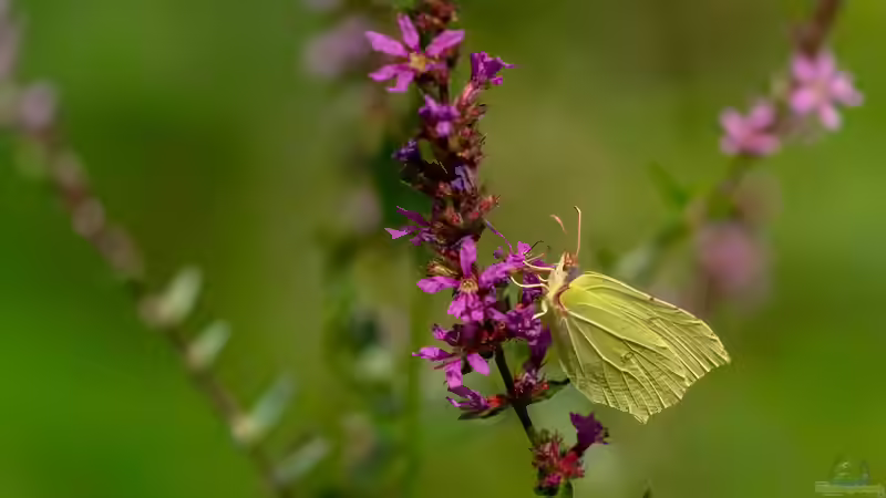 Schmetterlingsblumen: Die besten Pflanzen für einen schmetterlingsfreundlichen Garten