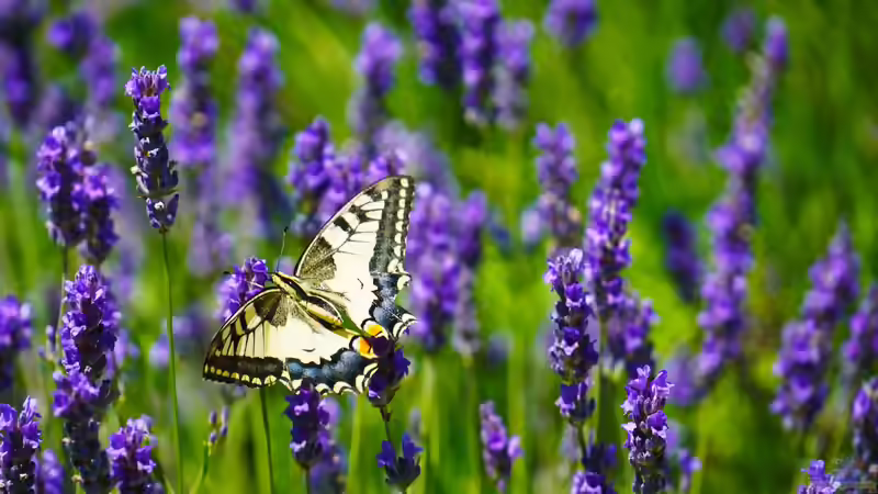 Schmetterlingsblumen: Die besten Pflanzen für einen schmetterlingsfreundlichen Garten