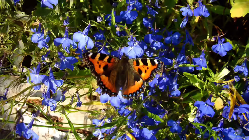 Schmetterlingsblumen: Die besten Pflanzen für einen schmetterlingsfreundlichen Garten