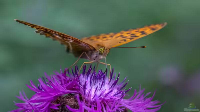 Schmetterlingsblumen: Die besten Pflanzen für einen schmetterlingsfreundlichen Garten